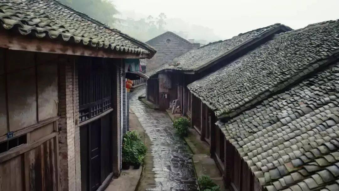 胖小猫救援